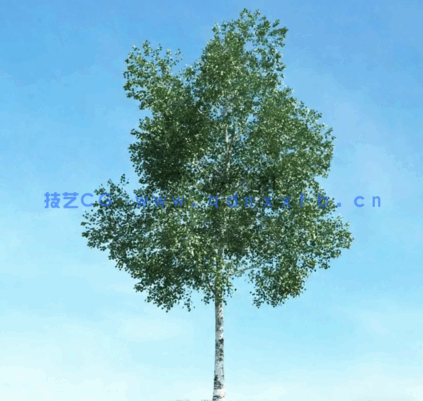  Archmodels Vol.106 (3D树木合集)(图3)