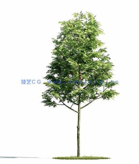 树植物模型Evermotion Archmodels vol. 171(图4)