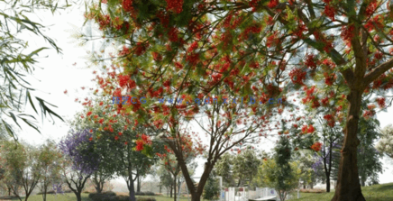 常见大洋洲树木 Globe Plants – Bundle 08(图2)