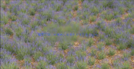 3DMAX花朵植物3D模型 Vizpark – Real Flowers(图4)