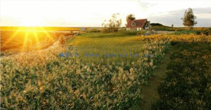 农业植物3D模型Globe Plants - Bundle 54 - Agricultural Plants(图4)