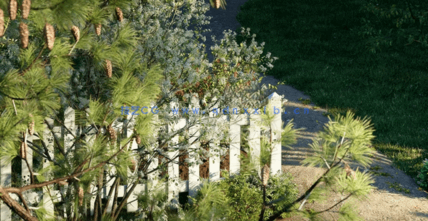 花园装饰植物Globe Plants - Bundle 43 - Canadian Home & Garden Plants(图4)