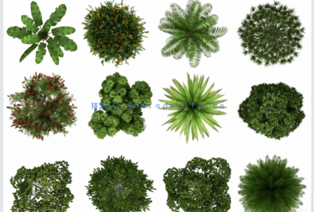 PSD平面植物素材(图1)