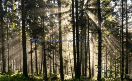 高清深林外景贴图丁达尔效应(图2)