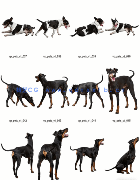 宠物PSD高清免抠素材Viz-People – Pets v1(图4)