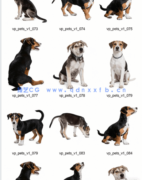 宠物PSD高清免抠素材Viz-People – Pets v1(图6)