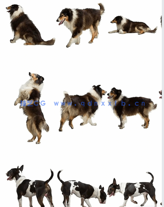 宠物PSD高清免抠素材Viz-People – Pets v1(图7)