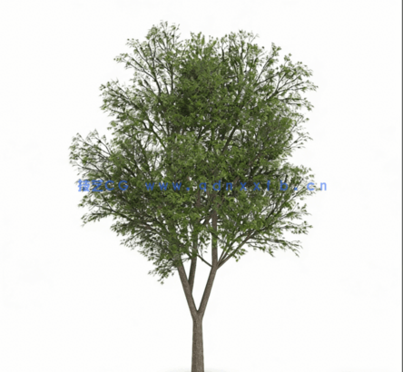 C4D奥地利栎东亚树木植物模型(图1)