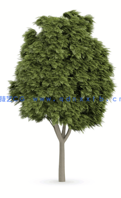 C4D欧洲梓树植物模型(图1)