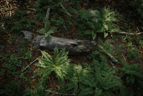 [建筑景观] Evermotion 15周年森林现代小屋场景3D模型(图4)