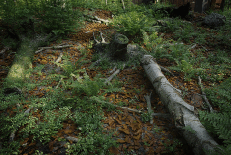 [建筑景观] Evermotion 15周年森林现代小屋场景3D模型(图5)