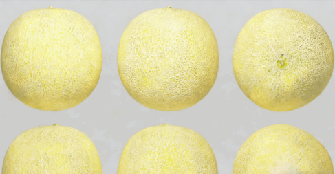 加利亚甜瓜水果模型 Galia Melon Fruit model(图1) 加利亚甜瓜水果模型 Galia Melon Fruit model(图1)