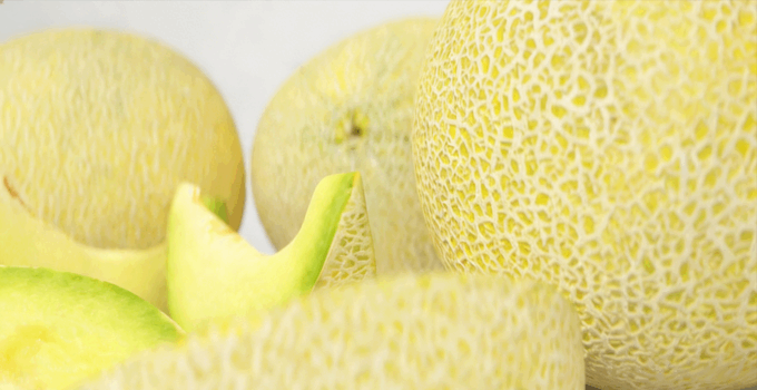 加利亚甜瓜水果模型 Galia Melon Fruit model(图4) 加利亚甜瓜水果模型 Galia Melon Fruit model(图4)