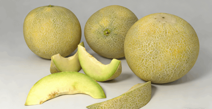 加利亚甜瓜水果模型 Galia Melon Fruit model(图5) 加利亚甜瓜水果模型 Galia Melon Fruit model(图5)
