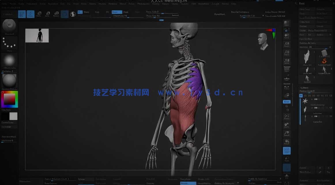 【中文字幕】ZBrush人体雕刻技术进阶大师班视频教程(图5)