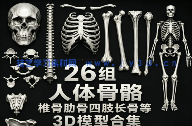 26组人体骨骼椎骨肋骨四肢长骨等3D模型合集
